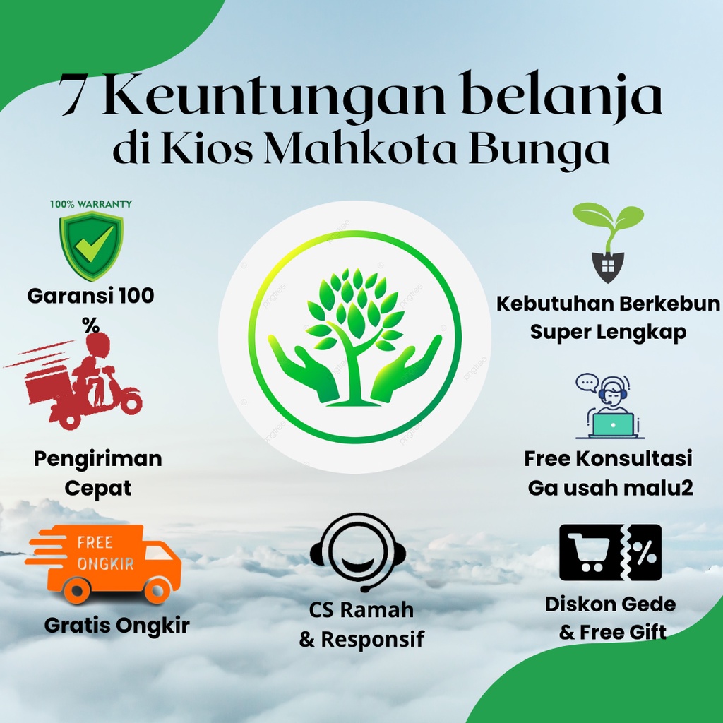 Jivara56 Bibit Daun Mint - Daun Mint Tanaman Untuk Minuman /Daun Mint Segar