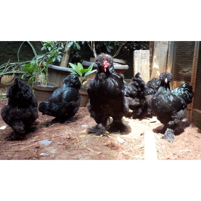 Ayam brahma park black 1 set ternak 1 jantan 5 betina siap ternak