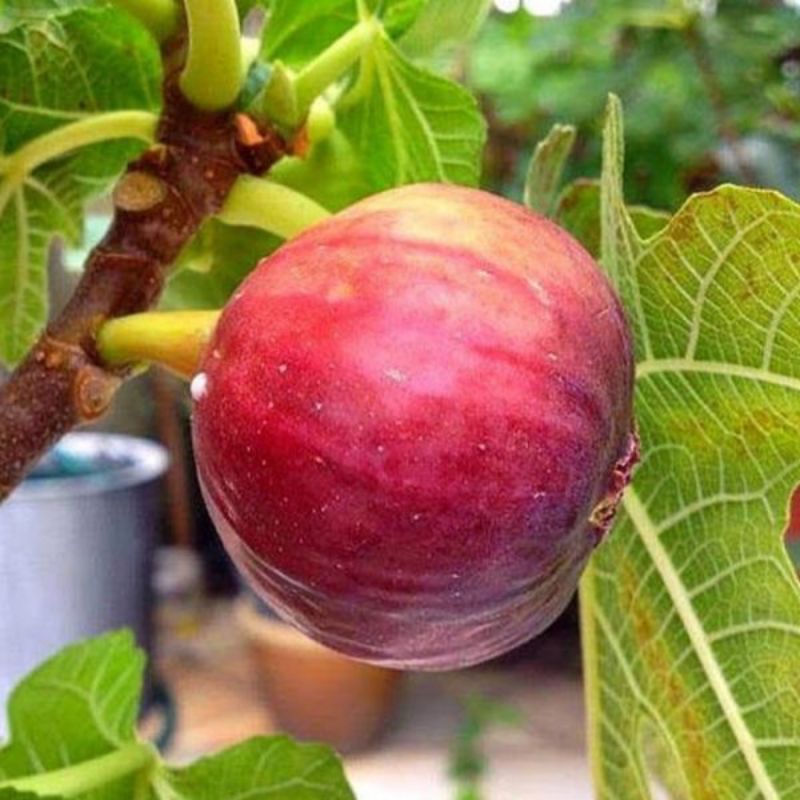 Bibit buah TIN | Asli Arab okulasi | cepat berbuah Manis | Memiliki 1001 Manfaat Bagi Kesehatan Tubu