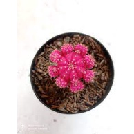 kaktus gymno pink korea - tanaman kaktus bergaransi - BakulKembang