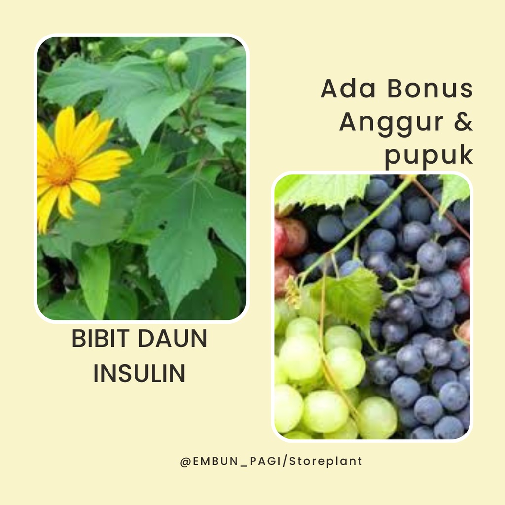 bibit tanaman herbal daun insulin /bibit tanaman insulin herbal bibit insulin