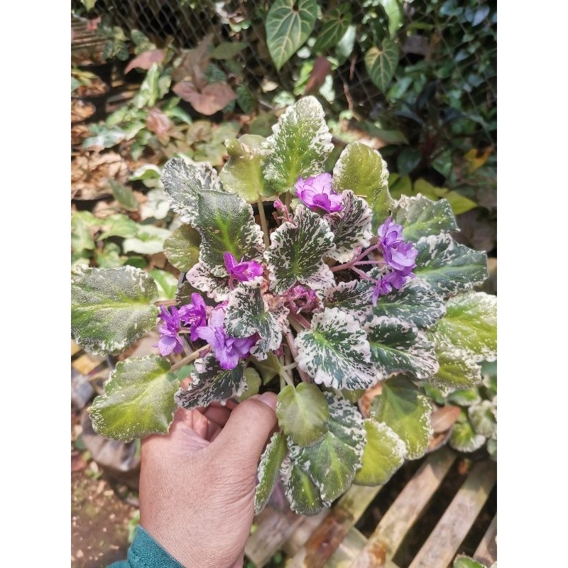 Tanaman bunga Vioces variegata bunga ungu / bunga violces violet african variegata bunga ungu