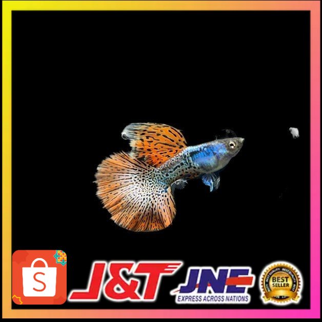 Ikan Guppy Platinum Red Mozaik Big Ear ( PRMBE )
