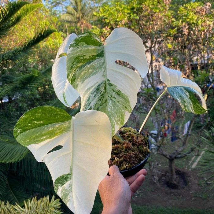 Bibit Bonggol monstera variegata