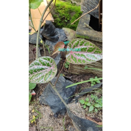 Sirih wulung / sirih merah