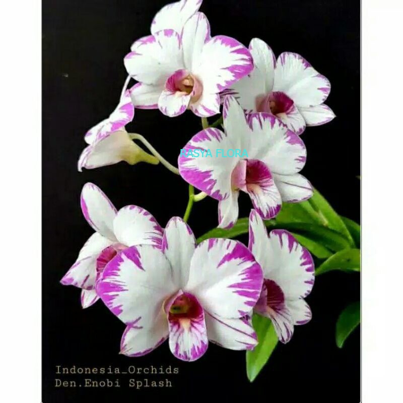 SEEDLING ANGGREK DENDROBIUM ENOBI SPLASH