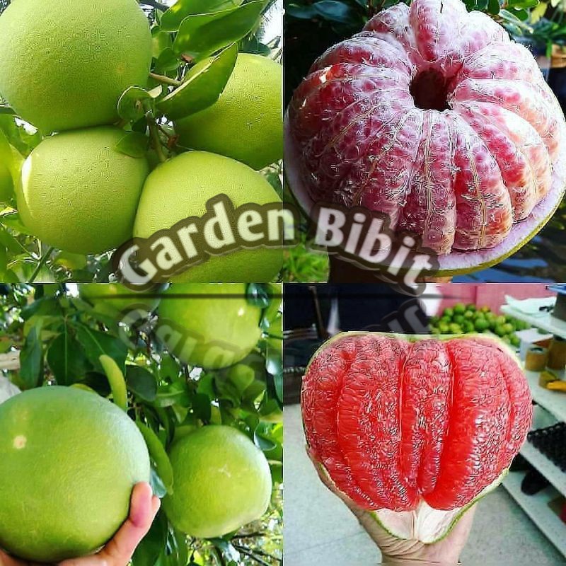 Bibit Buah Jeruk Bali Madu Okulasi cepat berbuah - okulasi cepat berbuah- gishen bibit