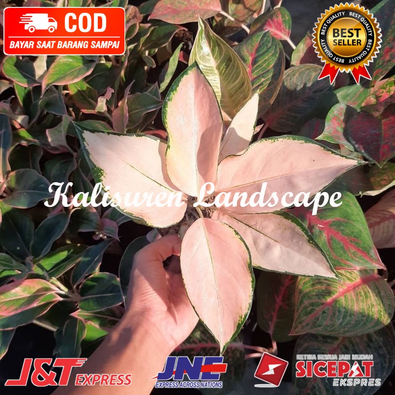 ( BEST SELLER ) BIBIT TANAMAN HIAS AGLONEMA KOCIN SUTRA/ANAKAN AGLONEMA KOCIN SUTRA