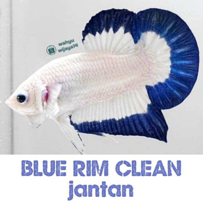 

indukan blue rim jantan betina Buat Isi Aquarium