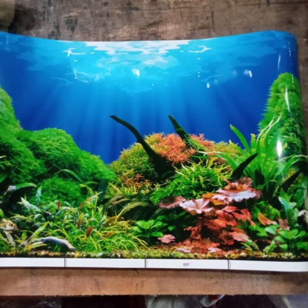 Gambar Akuarium Aquascape BACKGROUND AAQUARIUM BOLAK BALIK Latar Belakang Akuascape Wallpaper