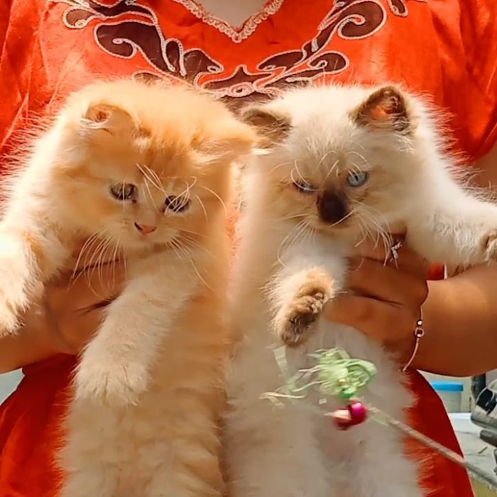 kucing persia medium betina oren