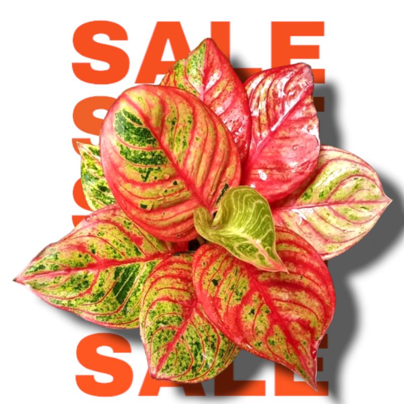 Bibit Bonggol Aglonema Huges Merah