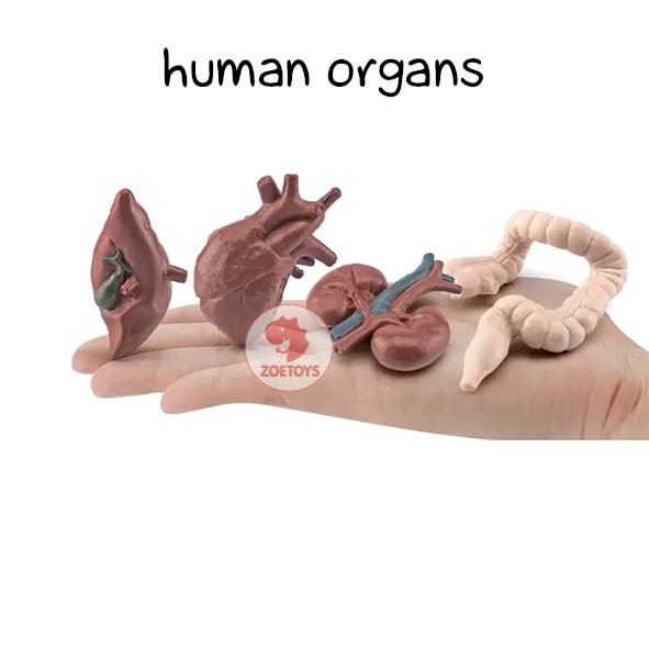 Zoetoys Human Organs | Mainan Montessori Alat Peraga Organ Tubuh | Figurine Body Model Figurin Bulk Bag Edukasi Anatomi Manusia Torso Body Toob Toobs | Edukasi Anak