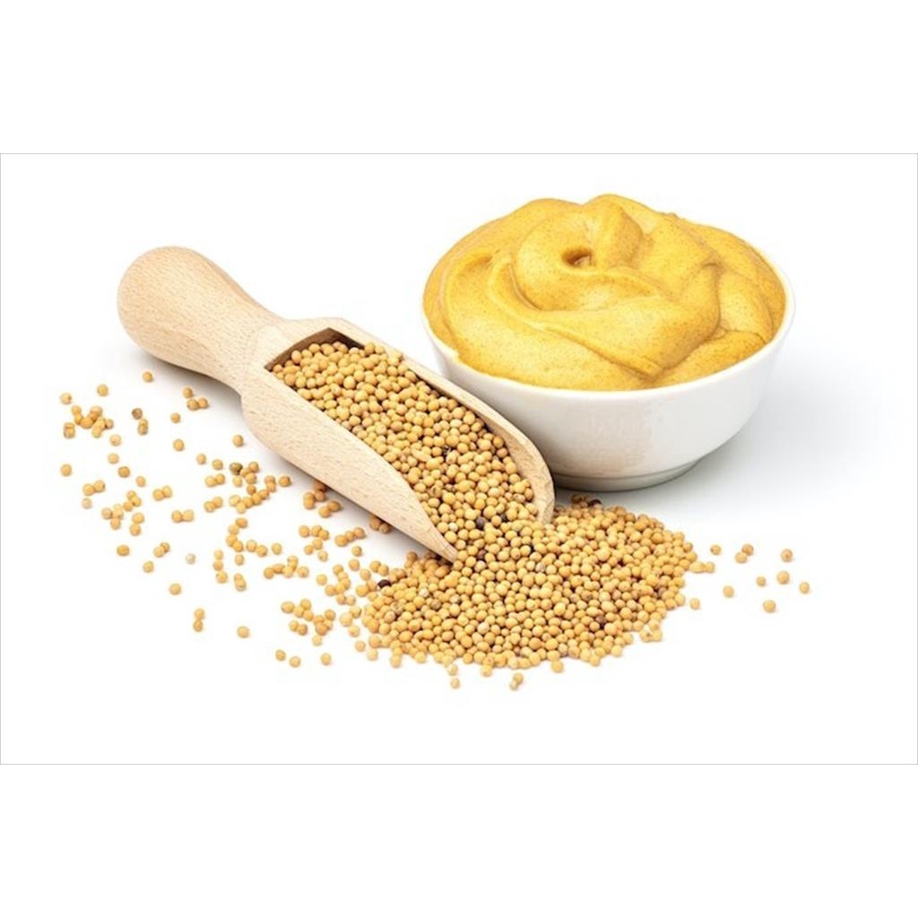 Yellow Mustard Seed 100 Gr Biji Sawi Moster Seeds Grade A Premium