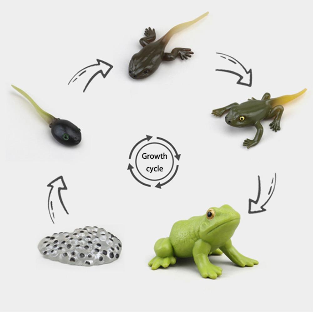 Needway  Animal Life Cycle Mainan Anak Ipa Mainan Serangga Hewan Butterfly Growth Cycle Action Figure Bahan Mengajar Mainan Kognitif Simulasi Model Tanaman