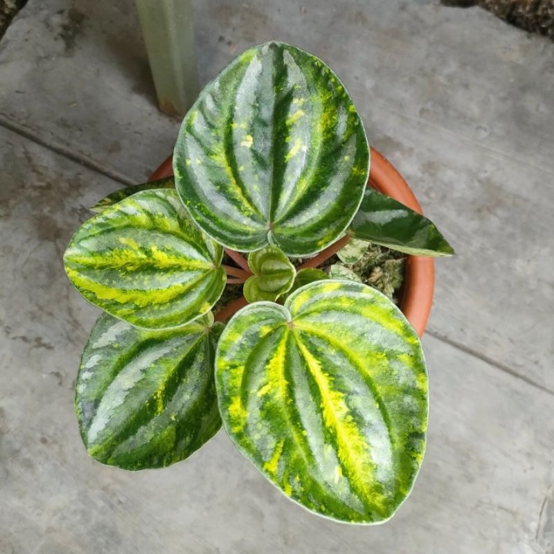 Tanaman hias peperomia belimbing varigata / peperomia verschaffeltii variegata / BEAUTY.PLANTS