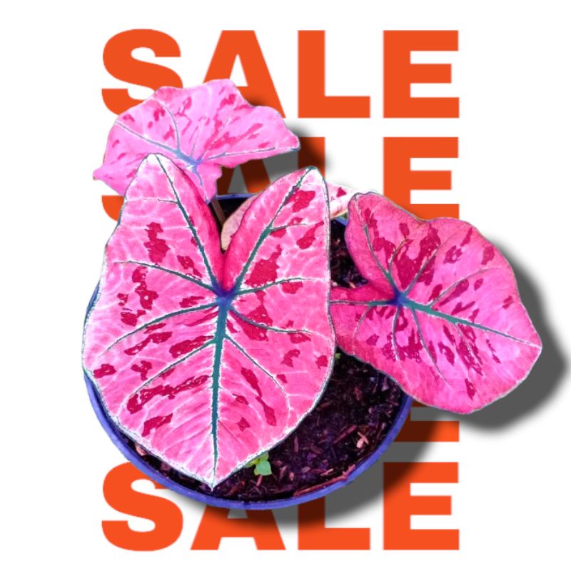 Bibit Umbi Caladium Pink Guava