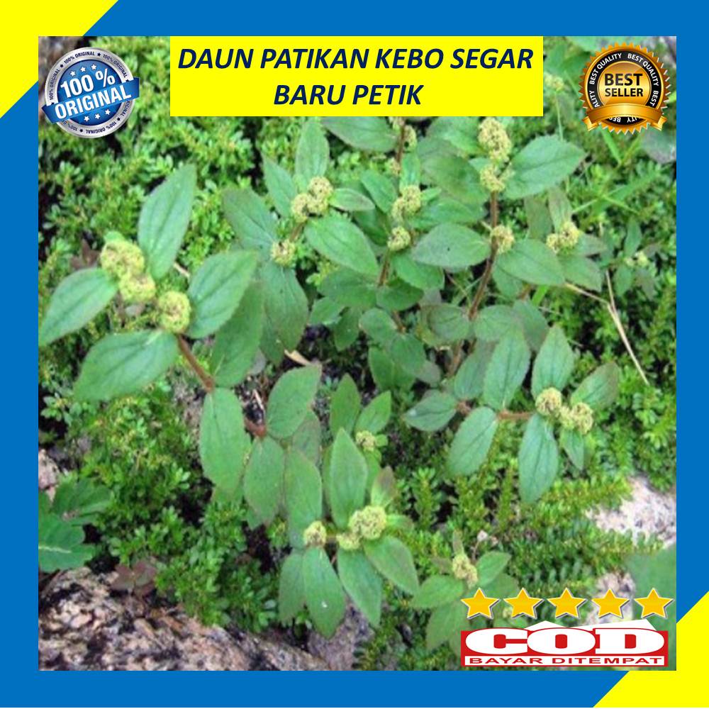 

Daun Patikan Kebo 100 Gram Segar Baru Petik Fresh