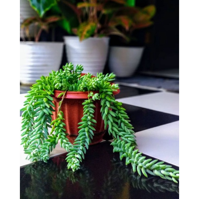 Tanaman bunga hias gantung donkey tail kaktus air mancur