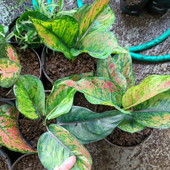 Tanaman hias Aglonema Hengheng, Aglonema Heng heng, bagus