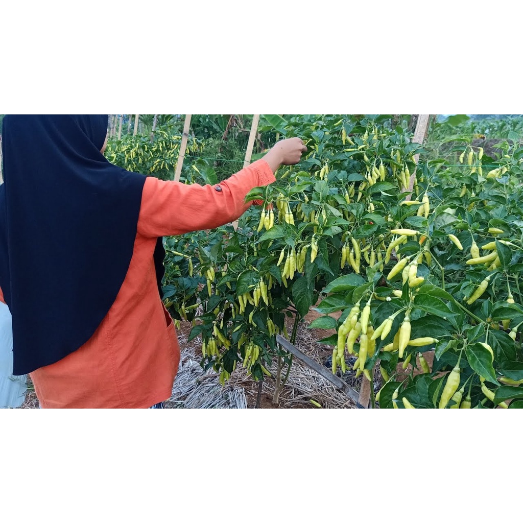 isi 10 Biji Benih Cabe Rawit VIRAL Cabe Rawit Merah Viral Cap Candi Toleran Virus Benih Terbaik -Kem