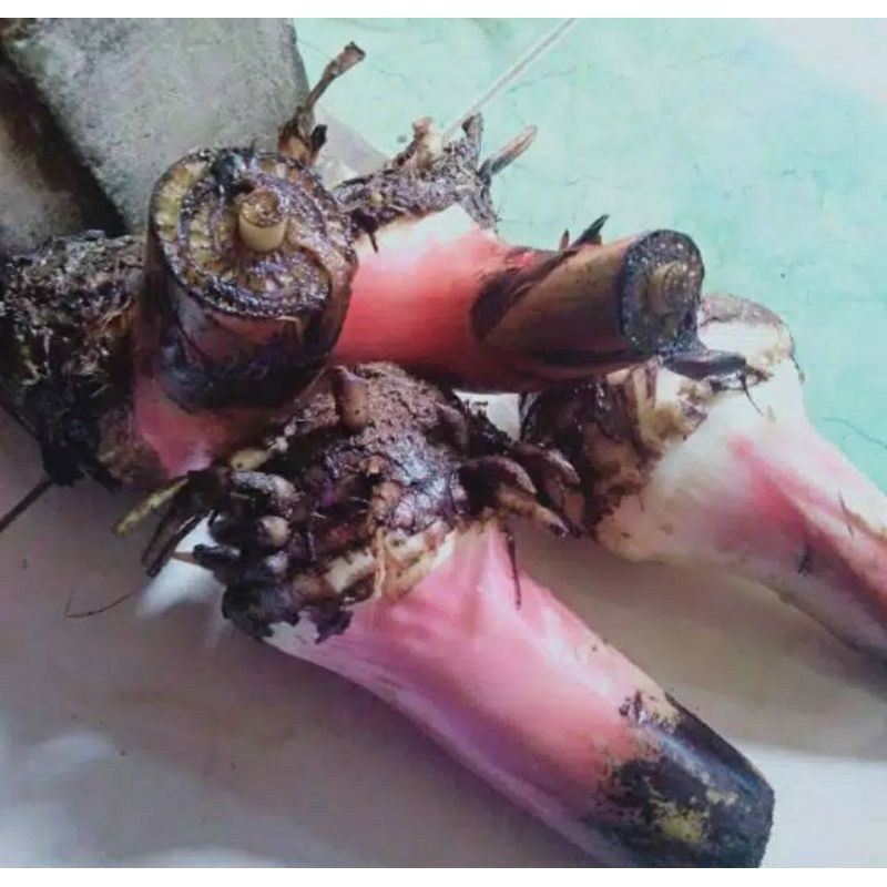 BIBIT PISANG ULI / BIBIT BONGGOL PISANG ULI / PISANG MULI terbaik