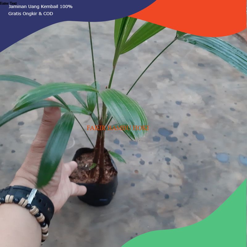 PROMO Bibit pohon tanaman waregu palem waregu/ pohon Kawung aren mini hias MURAH