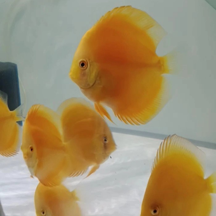 ikan discus golden yellow 3 in