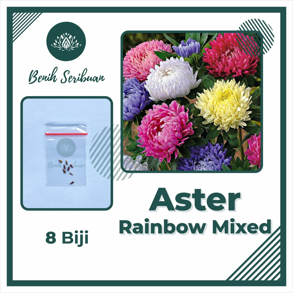 ASTER RAINBOW MIX 8 Bibit Bunga Aster Rainbow Mix Unggul