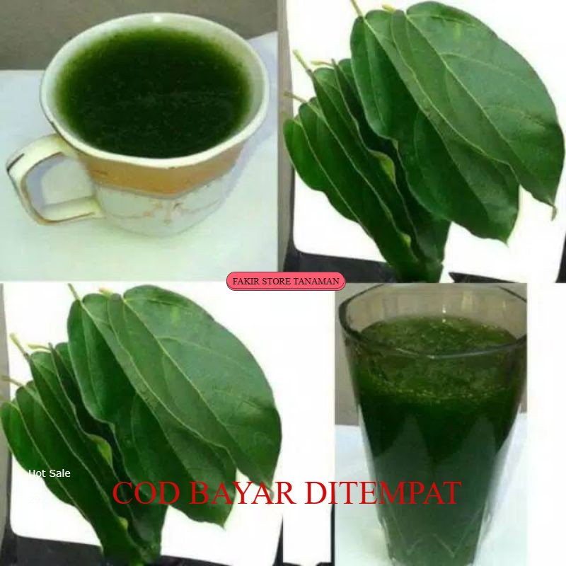 

TERMURAH DAUN CINCAU SEGAR MURAH REDY LANGSUNG KIRIM