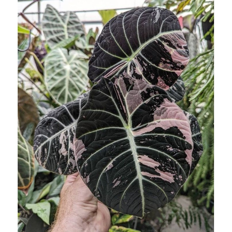 Bibit Umbi Alocasia Black Velvet Variegata