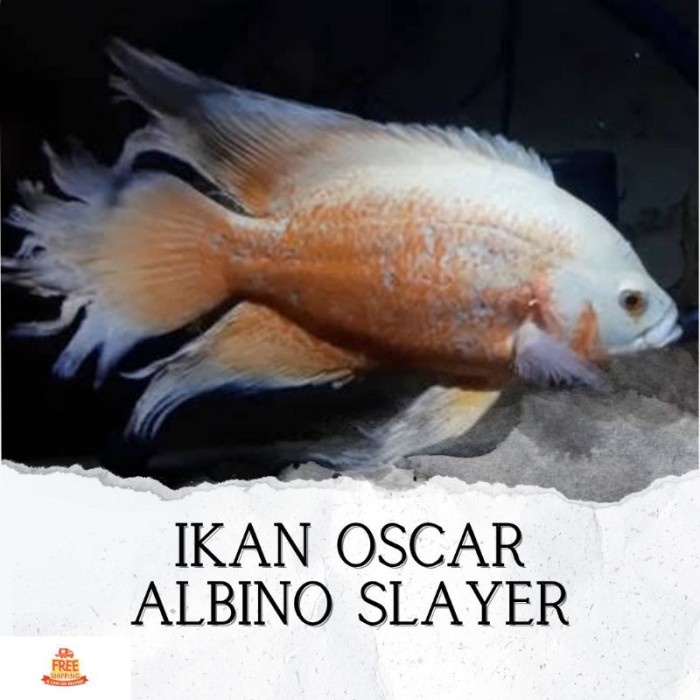 Ikan Hias Oscar Albino Slayer Hiasan Akuarium