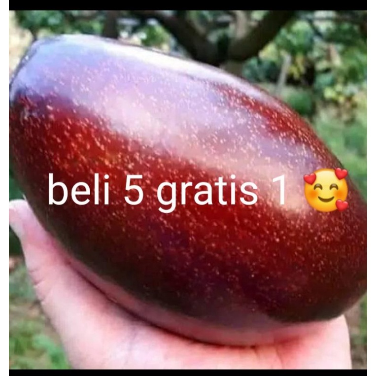 Alpukat Red Vietnam / Bibit Alpukat Red Vietnam