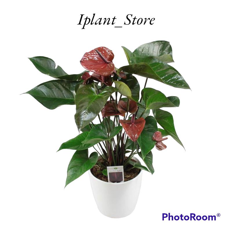 Anthurium mickey mouse chcocolate beauty-anthurium adreanum-anthurium-kembang-perlengkapan rumah-tan