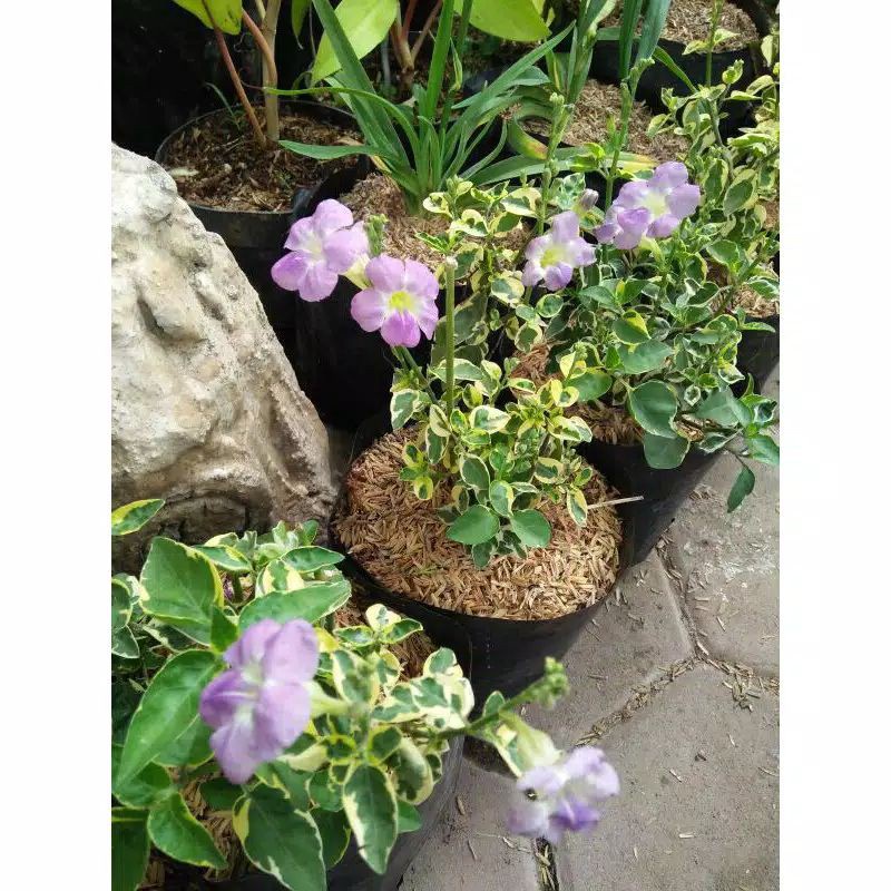 Bunga mata kucing/torenia bunga ungu(rumpun kecil)