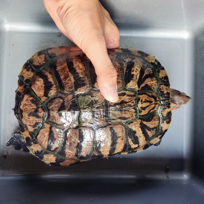 Mainan Indukan Kura Brazil Betina