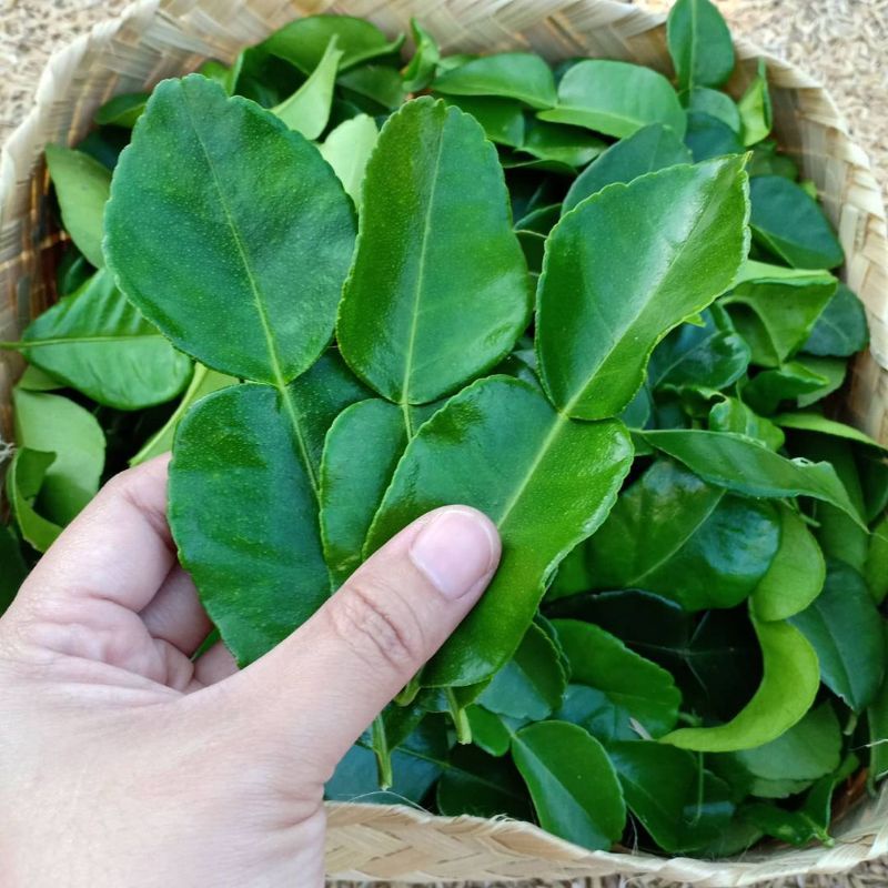 

daun jeruk purut 50gram kondisi fresh