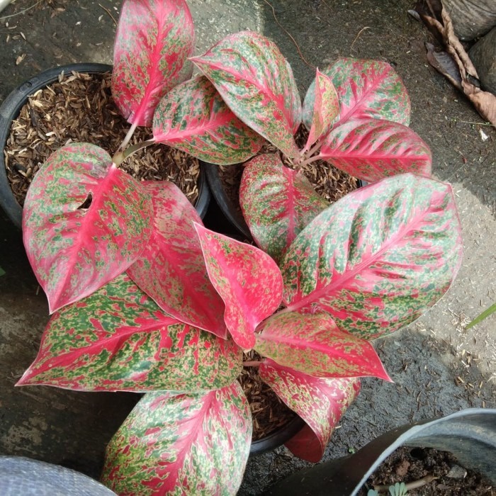 Tanaman hias Aglonema Red Stardust, remaja, rimbun, foto asli