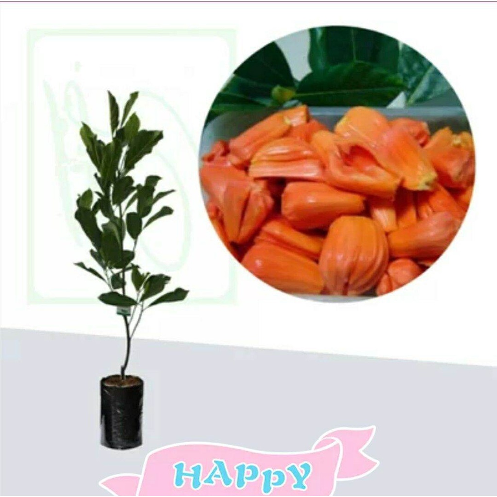 Mantap Bibit Nangka Merah//Pohon Nangka Merah Super//Bibit Nangka Merah Super