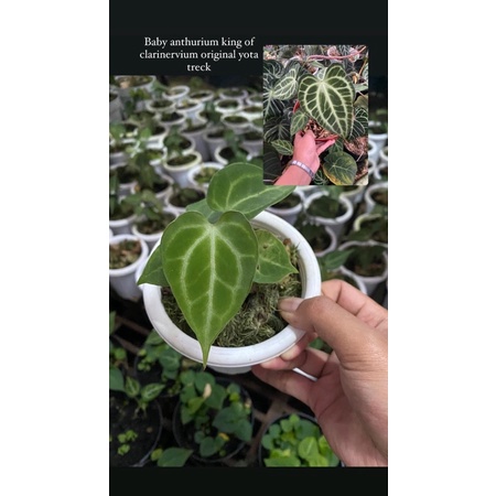 AT Baby anthurium clarinervium King X Clarinervium Dark Form