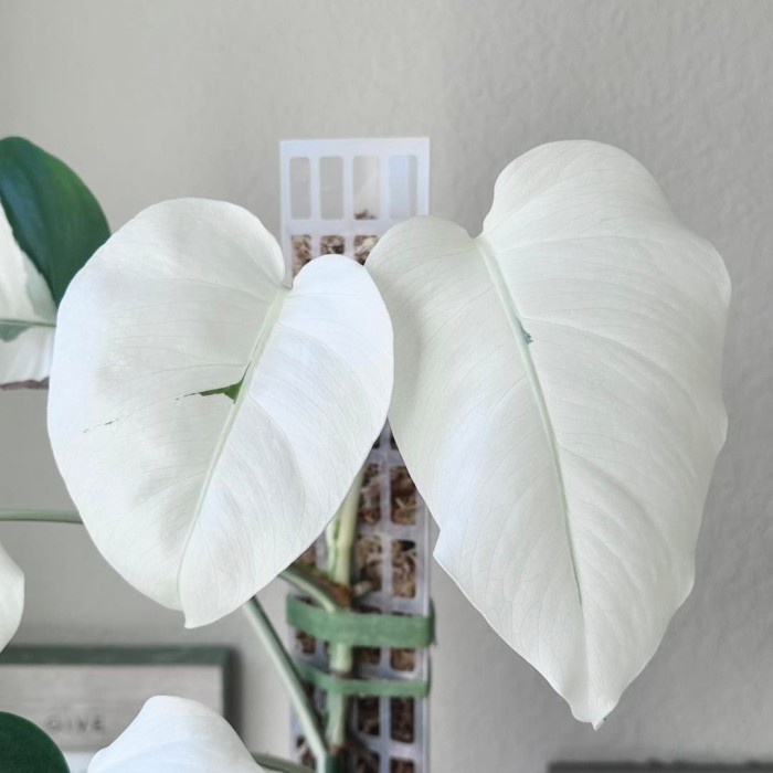 Bibit Bonggol monstera albo borsigiana