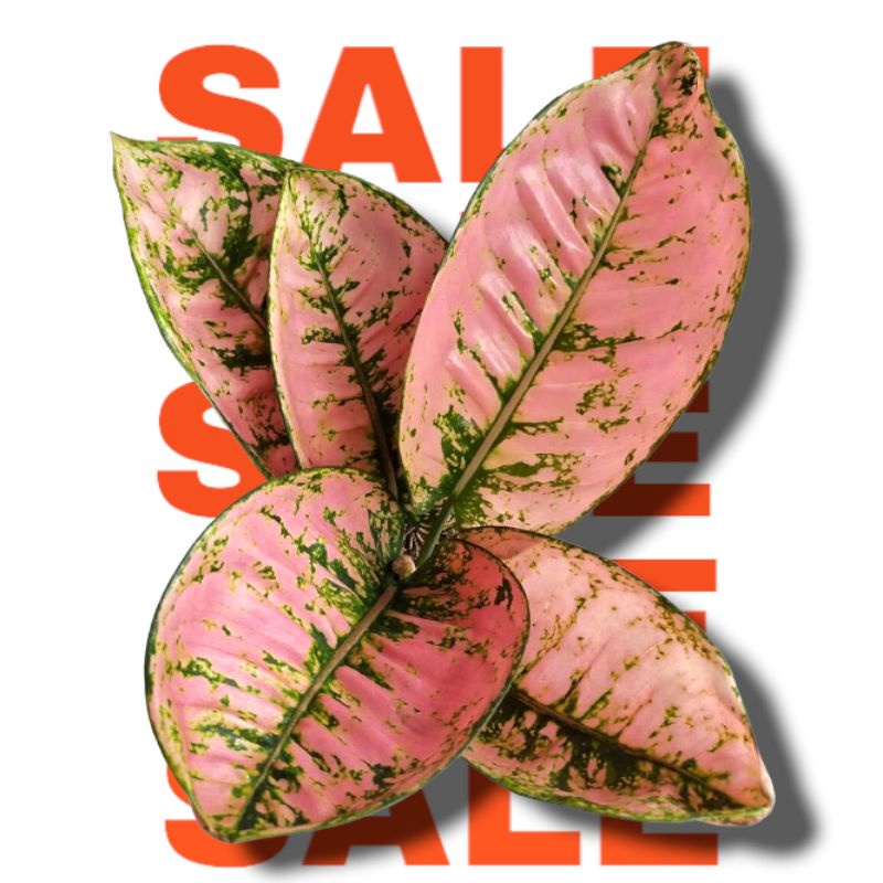 Bibit Bonggol Aglonema Ruby Compacta