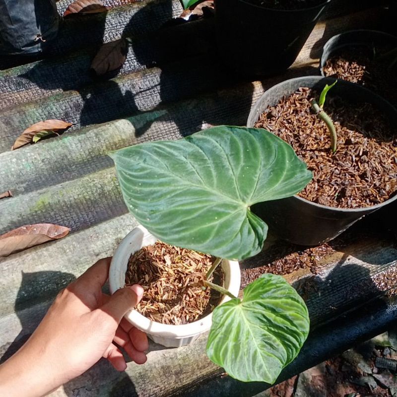 Philodendron Verucosum 2-3 daun / Philo Verucosum - Bakul kembang