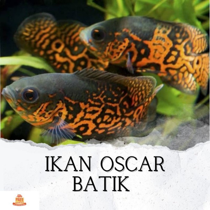 Ikan Hias Oscar Batik Hiasan Akuarium