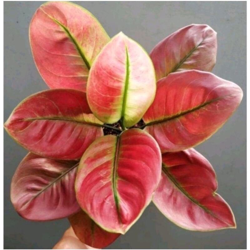 ( ORIGINAL ) bibit anakan aglonema ayunindi