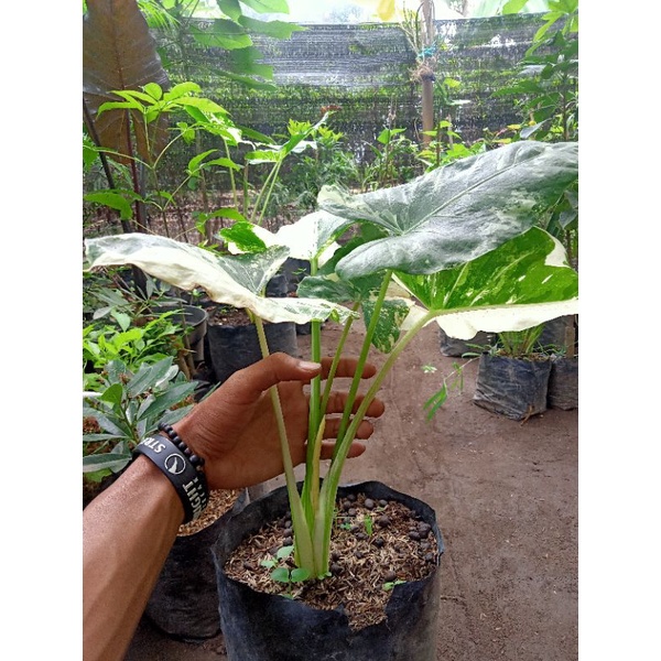 Alocasia macrorrhiza variegata - Sente Var
