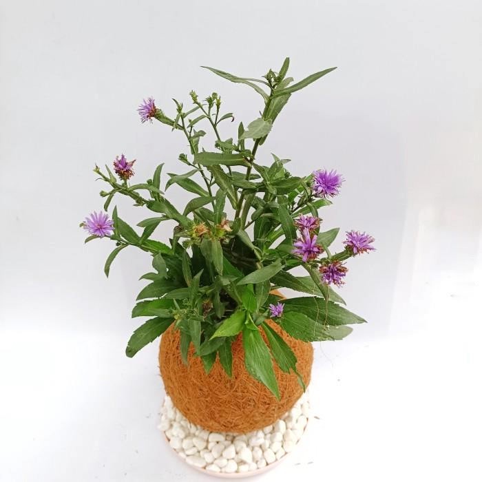 Kokedama - Centaurea Nigrescens Bunga Mahrit Ungu