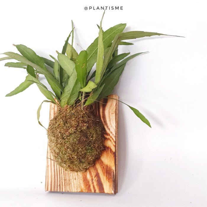 Wall of fame - Wijaya Kusuma