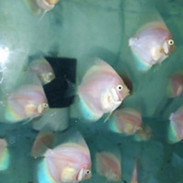Ikan Discus White Diamond Size 2 inch