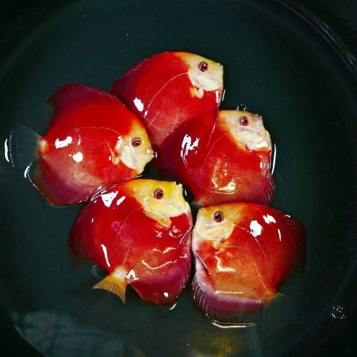 Ikan Discus Super Red Melon Ukuran 4 inch